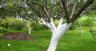 Jak a čím vybělit jabloň: kompletní průvodce